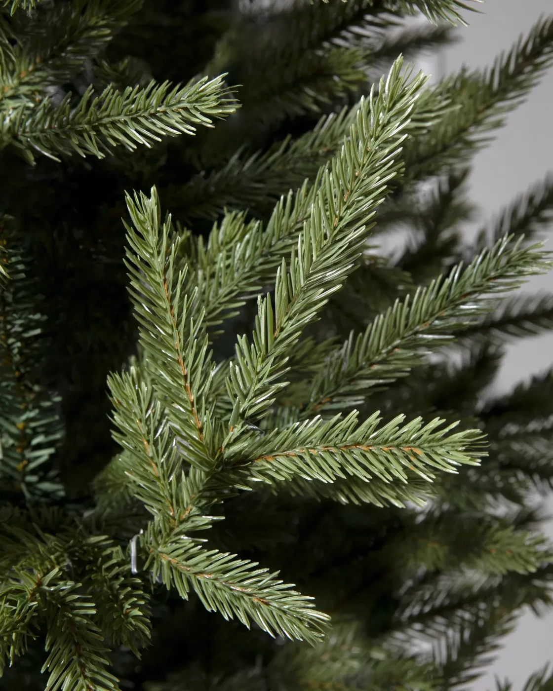 Árvore de Natal Pinheiro Norueguês do Norte