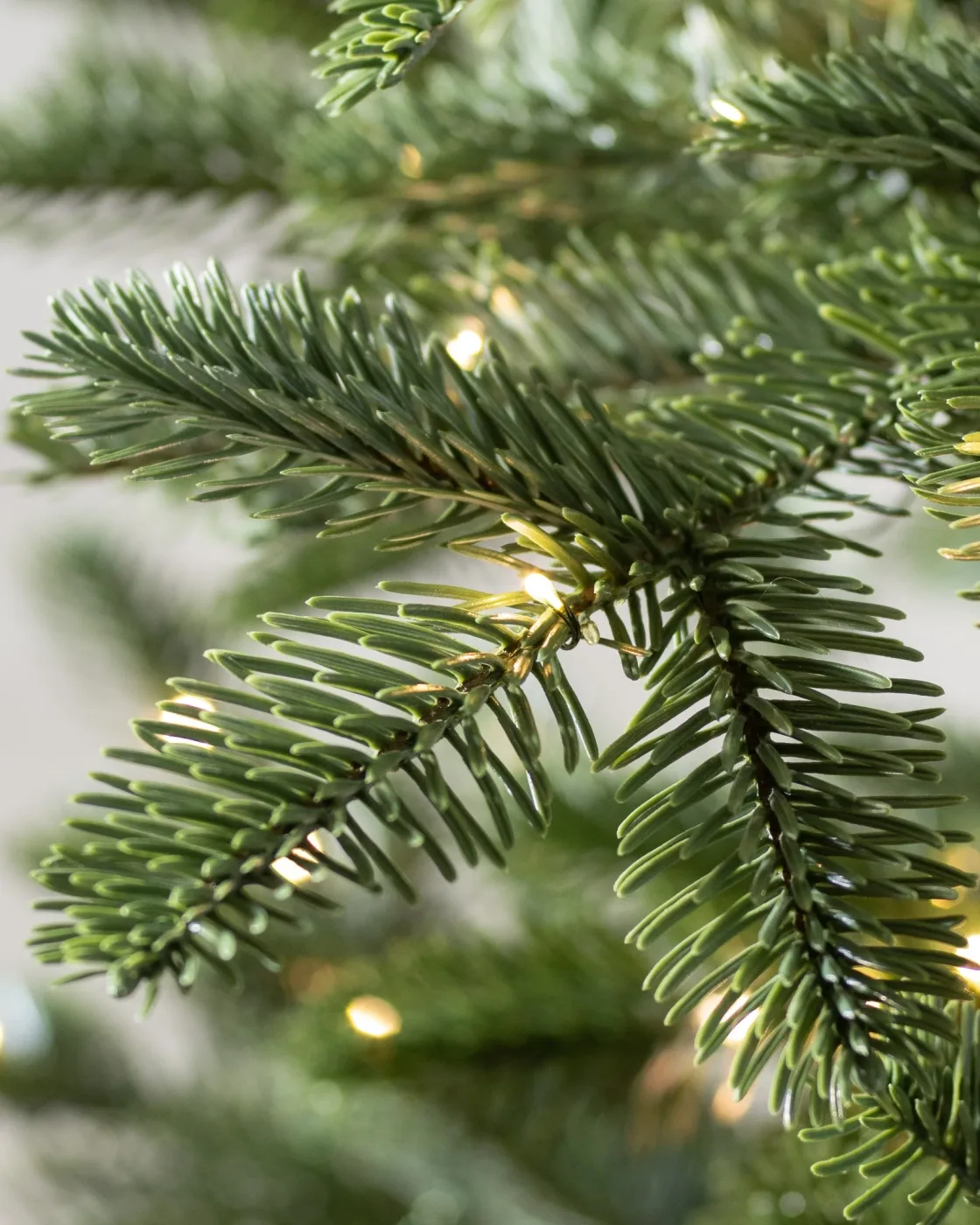 Árvore de Natal Abeto Europeu